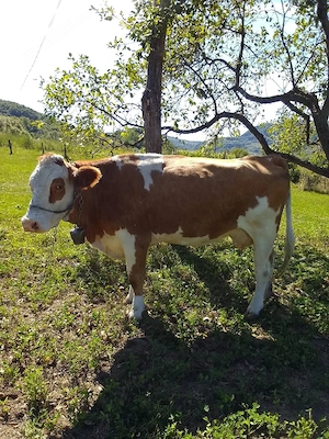 Vaca de vanzare, varsta 4ani, gestanta cu vitel in 3 luni - imagine 3