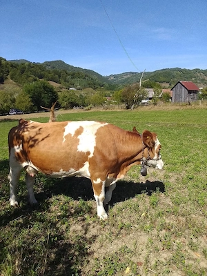 Vaca de vanzare, varsta 4ani, gestanta cu vitel in 3 luni - imagine 2