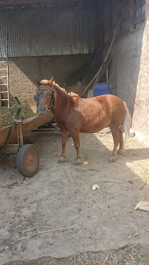 Ponei castrat talie mică 