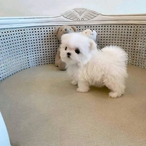 Bichon Maltez Mini Toy - imagine 2