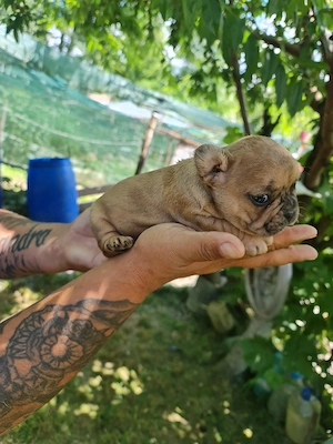 cateii bulldogfrancez - imagine 4