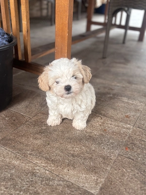 Vând pui de bichon