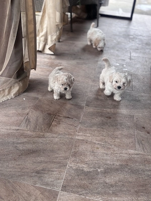 Vând pui de bichon - imagine 3