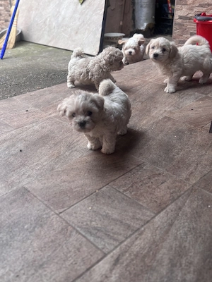 Vând pui de bichon - imagine 2