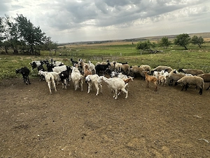 Vând 30 capre și 15 oi urgent  - imagine 2