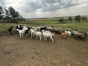 Vând 30 capre și 15 oi urgent 