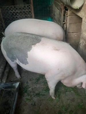 Porc de vânzare 