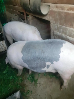 Porc de vânzare  - imagine 2