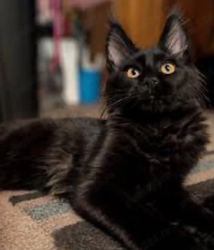 maine coon