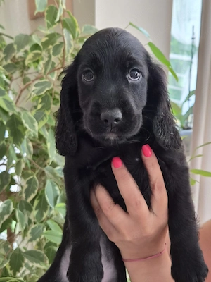 Cocker Spaniel englez - imagine 2