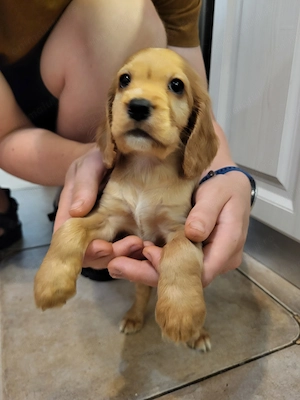 Cocker Spaniel englez - imagine 4