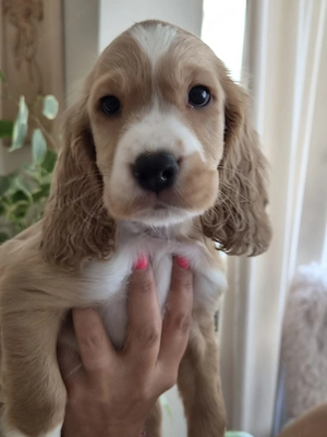 Cocker Spaniel englez - imagine 3