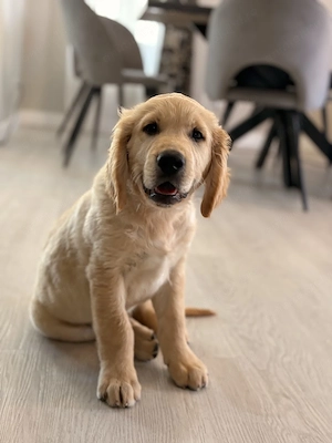 Pui Golden Retriever - imagine 4