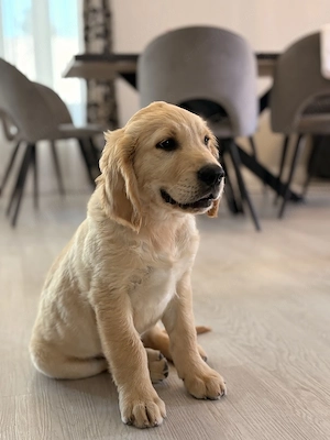 Pui Golden Retriever - imagine 2