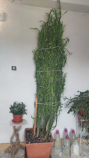 plantă  decorativă 