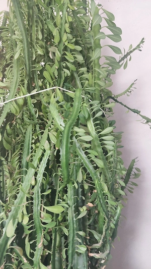 plantă  decorativă 