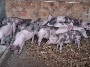 vând 12 purcei de 11 săptămâni  20-22 kg - imagine 2