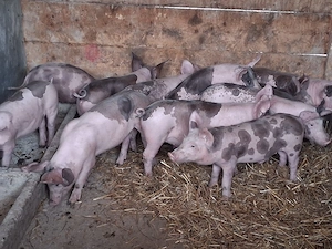 vând 12 purcei de 11 săptămâni  20-22 kg - imagine 3