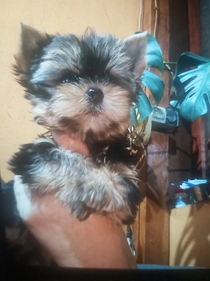 yorkshire terrier 