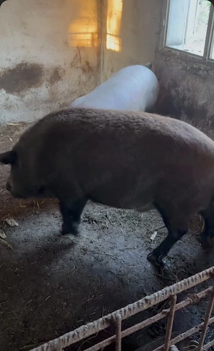 De vânzare , purcei(mistreț, mangaliță,landrace) - imagine 5