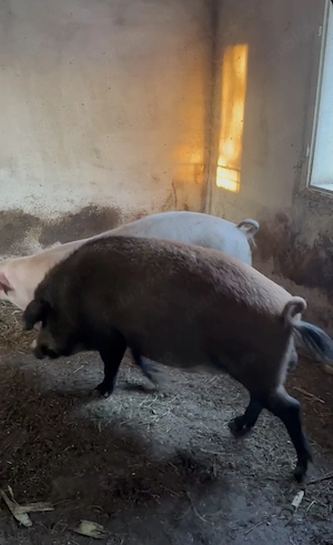 De vânzare , purcei(mistreț, mangaliță,landrace) - imagine 4