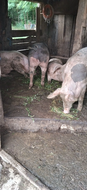 Porc de vanzare jur de 180 210kg - imagine 4