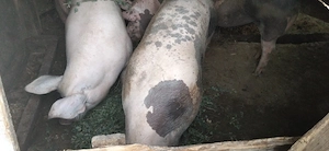 Porc de vanzare jur de 180 210kg - imagine 2