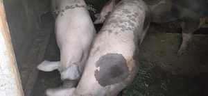 Porc de vanzare jur de 180 210kg - imagine 3