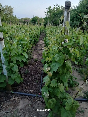 Vand struguri de Dragasani cu 2,50 lei kg.