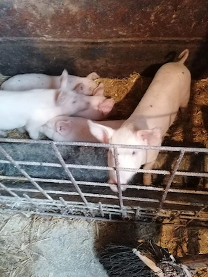 De vânzare purcei