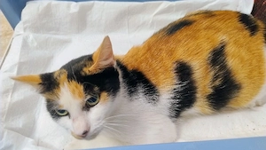 Pisica Calico pt. adoptie - imagine 2