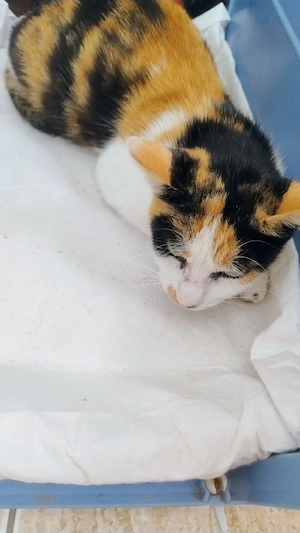 Pisica Calico pt. adoptie - imagine 3