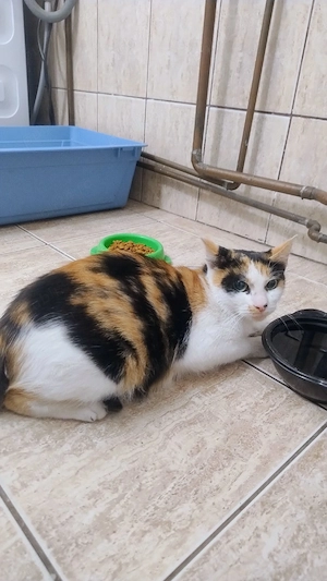 Pisica Calico pt. adoptie - imagine 4