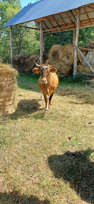 Vând vaca balțată