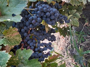 Vând urgent struguri MERLOT!