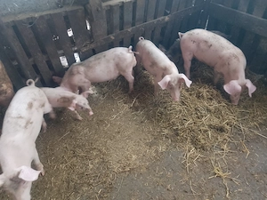 Porci de vanzare - imagine 3