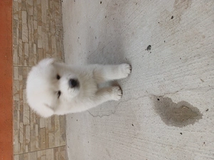 Disponibil - imagine 4
