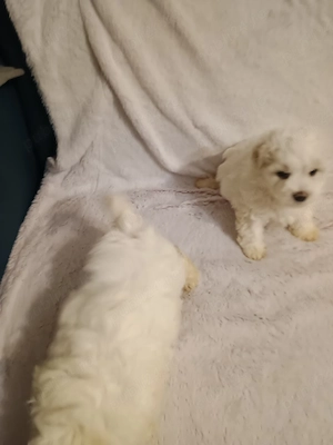 Bichon maltez 
