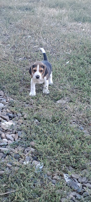 Cățeluș beagle