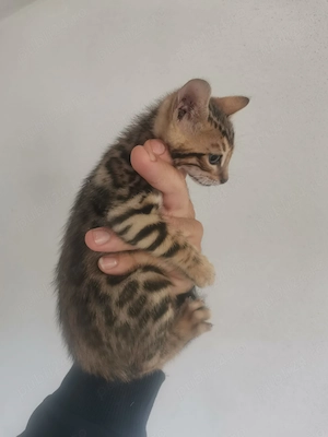 cei mai frumusei puiutu de bengal