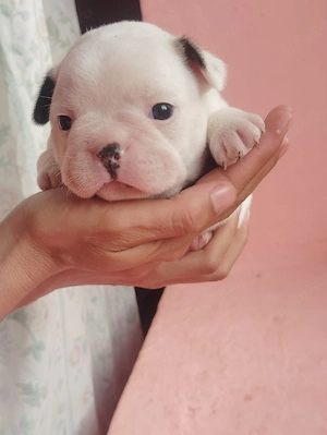 Puii buldog francez  - imagine 4
