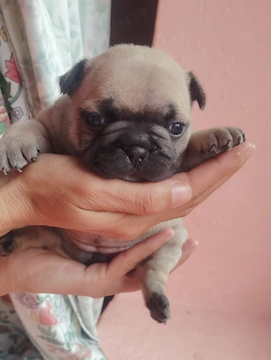 Puii buldog francez  - imagine 3