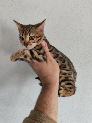 bengal psicuta  - imagine 3