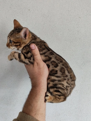 femeluta din rasa bengal - imagine 2