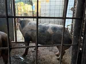 Porc Crăciun de vânzare  - imagine 2