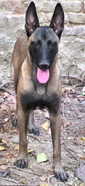 Vand catei rasa Belgian Malinois - imagine 2