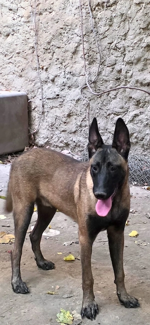 Vand catei rasa Belgian Malinois - imagine 4
