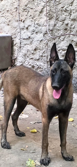 Vand catei rasa Belgian Malinois - imagine 3