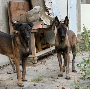 Vand catei rasa Belgian Malinois