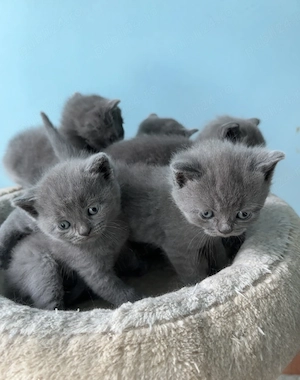 Puiuți British shorthair blue  - imagine 3